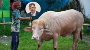 স্বরাষ্ট্রমন্ত্রীর হস্তক্ষেপে কোরবানি হচ্ছে না ‘ডোনাল্ড ট্রাম্প’
