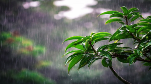 তিন বিভাগে বজ্রসহ বৃষ্টির আভাস
